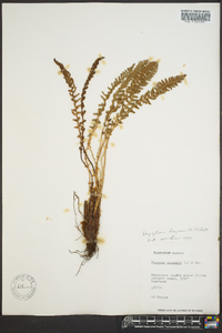 Dryopteris fragrans image