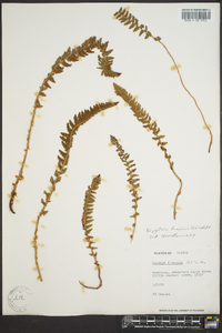 Dryopteris fragrans image