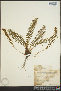 Dryopteris fragrans image