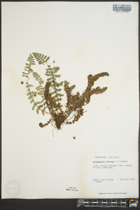 Dryopteris fragrans image