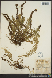 Dryopteris fragrans image