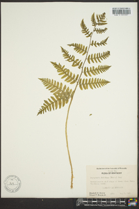 Dryopteris goldieana image