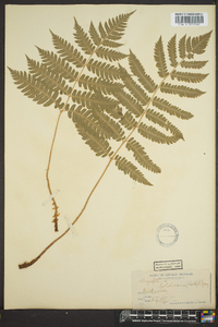 Dryopteris goldieana image