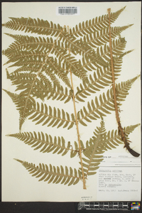 Dryopteris goldieana image