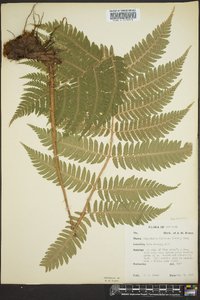 Dryopteris goldieana image