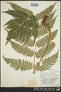 Dryopteris goldieana image