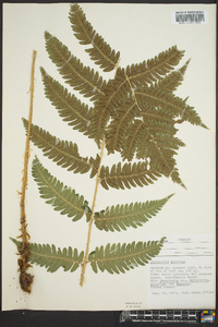 Dryopteris goldieana image