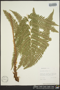 Dryopteris goldieana image