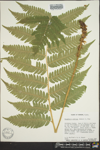 Dryopteris goldieana image