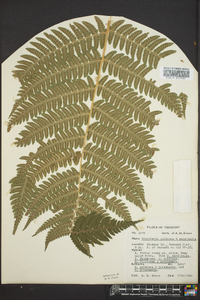 Dryopteris goldieana image