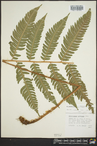 Dryopteris goldieana image