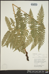 Dryopteris goldieana image