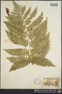 Dryopteris goldieana image