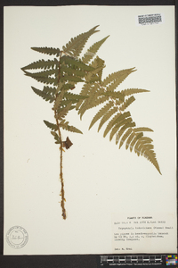 Dryopteris ludoviciana image