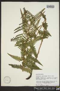 Dryopteris ludoviciana image