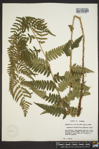 Dryopteris ludoviciana image