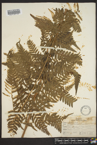 Dryopteris ludoviciana image