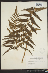 Dryopteris ludoviciana image