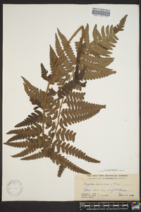 Dryopteris ludoviciana image