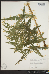 Dryopteris ludoviciana image