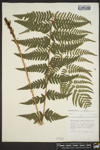 Dryopteris ludoviciana image