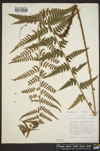 Dryopteris ludoviciana image