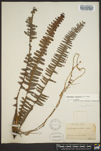 Nephrolepis cordifolia image