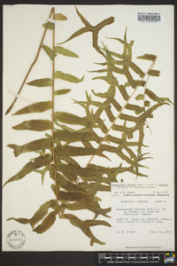 Nephrolepis falcata image