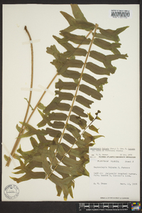 Nephrolepis falcata image