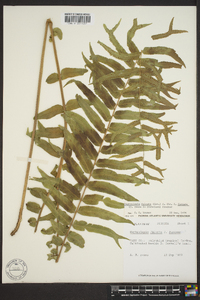 Nephrolepis falcata image