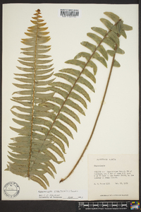 Nephrolepis exaltata image