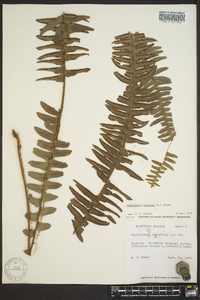 Nephrolepis exaltata image