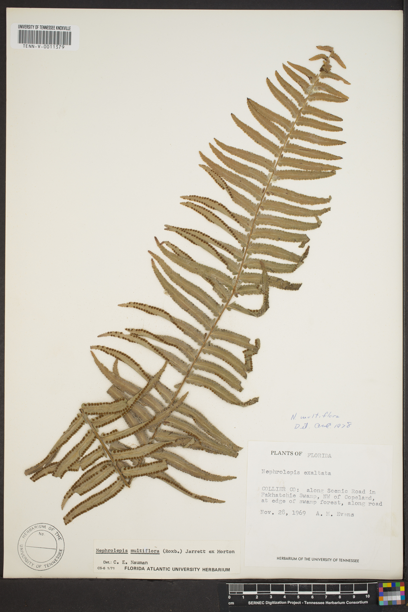 Nephrolepis multiflora image