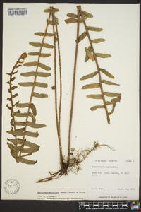 Nephrolepis multiflora image