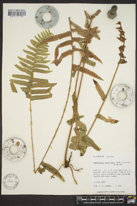 Nephrolepis multiflora image