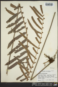 Blechnum serrulatum image