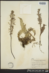 Blechnum spicant image