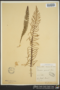 Blechnum spicant image