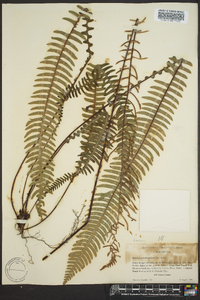 Blechnum spicant image