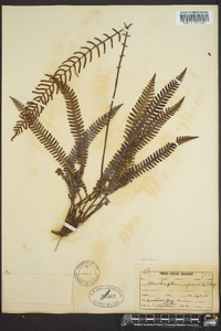 Blechnum spicant image