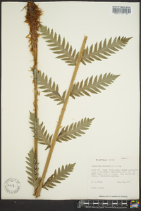 Woodwardia fimbriata image