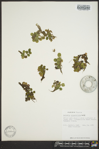 Salvinia rotundifolia image