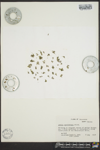 Azolla caroliniana image