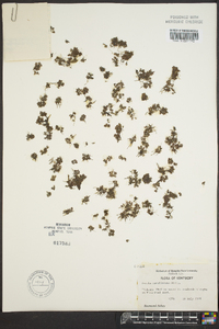 Azolla caroliniana image