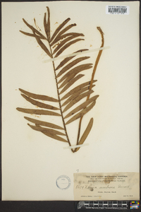 Zamia pumila image