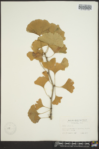 Ginkgo biloba image