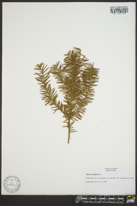 Taxus cuspidata image