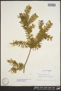 Taxus canadensis image