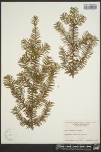 Taxus canadensis image