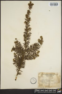 Taxus canadensis image